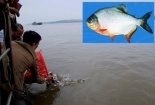 Kỹ thuật nuôi cá chim trắng cho người nông dân 'hốt bạc'