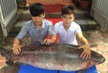 ‘Thủy quái’ hồ Thác Bà nặng hơn nửa tạ 'bơi' từ Thác Bà về Hà Nội