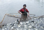 Kỹ thuật nuôi cá rô phi thương phẩm nhanh lớn thu hàng trăm triệu