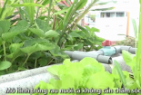 Mô hình trên trồng rau, dưới nuôi cá ở sân thượng TP.HCM