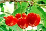Video: Suýt chết khi ăn hạt quả cherry