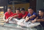 Thêm 1 cá lăng ‘khủng’ 108 kg, dài 2m 'đi' chuyên cơ về Hà Nội phục vụ đại gia
