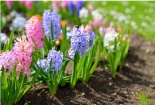 Hoa Dạ lan hương đẹp rực rỡ, hương thơm quyến rũ lại đuổi côn trùng cực hiệu quả