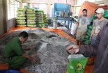 Thái Nguyên: 19/19 cơ sở kinh doanh giống cây trồng không chứng minh nguồn gốc