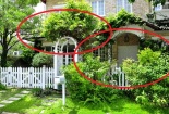 Trồng cây trước nhà không đúng cách, vận xấu bủa vây khiến tài lộc, sức khỏe cả nhà hao tổn