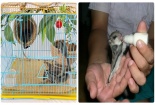 Kỹ thuật nuôi sóc bay Úc đáng yêu đến 'tan chảy' làm thú cưng trong nhà 