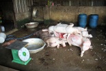 Hà Nội: Thịt lợn không dấu kiểm dịch, không nguồn gốc vẫn ‘tung hoành”