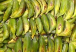 Đặc sản chuối cô đơn cho thu nhập từ 60 - 70 triệu đồng/năm có gì đặc biệt?