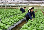 Đề xuất chính sách về sản xuất nông nghiệp hữu cơ
