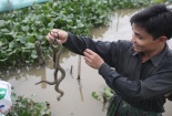 Kiếm hàng trăm triệu mỗi năm từ nghề nuôi rắn mòng