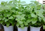 Cây húng chanh vừa ăn, làm thuốc lại khiến muỗi tránh xa nhà bạn 