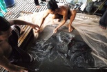 Cá lăng nha thịt ít xương dăm, mùi vị thơm ngon được nuôi dưỡng thế nào?
