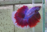 Thú chơi cá betta tiền triệu một con ở Hà Nội