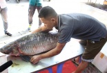 Cá trắm đen ‘khủng’ nặng 42 kg từ Yên Bái về Hà Nội