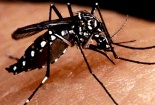 Sự thật về loài muỗi truyền sốt xuất huyết dengue