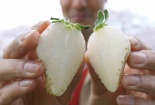 Dâu tây trắng giá ‘khủng’ 230.000 đồng/quả 50g có gì đặc biệt?