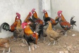 Kiếm hàng trăm triệu đồng mỗi tháng nhờ nuôi gà rừng trong trại bồ câu