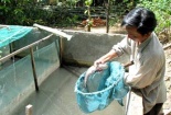 Nuôi cá diếc thương phẩm cho lãi ròng, người nông dân 'kê cao gối ngủ'