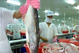 Cá tra xuất khẩu đi Mỹ được kiểm soát chặt về chất lượng