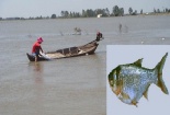 Kỹ thuật nuôi cá mè hoa 'lớn nhanh như thổi' cho người nông dân bội thu