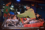 Đà Nẵng hỗ trợ ngư dân quản tốt chất lượng hải sản