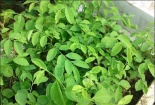 Chia sẻ cách làm sinh tố rau ngót tuyệt ngon