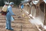Cảnh báo: Virus cúm gia cầm có thể xâm nhập Việt Nam bất cứ lúc nào