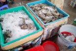 Phát hiện doanh nghiệp đang bơm tạp chất tạo thịt giả vào tôm sú