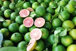 Giá 1 kg chanh tại vườn bằng... một cốc trà đá, người nông dân rơi nước mắt