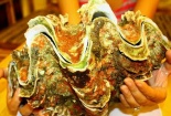 Đại gia Hà thành săn ốc 'khủng’ nặng 10kg giá 4 triệu