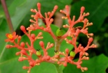 Kỹ thuật trồng cây Đỗ trọng- 'thần dược' cho những người đau lưng
