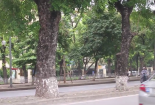 Đường Kim Mã trước ngày sạch bóng cây cổ thụ
