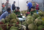 Bắt quả tang cơ sở nhúng sầu riêng vào hóa chất tại Gia Lai