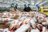 Mỹ kết luận sơ bộ về chống bán phá giá lần thứ 13 đối với cá tra-basa Việt Nam