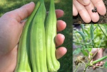 Nông dân làm giàu từ trồng đậu bắp thu bạc triệu mỗi ngày