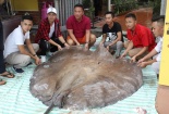 Hà Nội: Cá đuối ‘khủng’ 216 kg, dài hơn 3m 'bay' từ Thái Lan về phục vụ đại gia