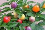 Trồng ớt bi nhiều màu không chỉ đẹp cuốn hút mà còn mang tấn tài tấn lộc cho gia chủ