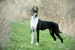 Kỹ thuật nuôi loài chó Great Dane được mệnh danh 'gã khổng lồ đồ sộ'