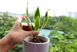 Kỹ thuật trồng cây Lưỡi hổ thủy sinh làm sạch không khí, xua đuổi tà ma hút lộc vào nhà