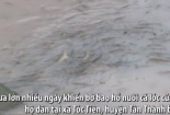 Bà Rịa - Vũng Tàu: 80 tấn cá tuôn ra suối vì vỡ bờ bao