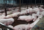 Quy trình giết mổ gần 4.000 con heo bị tiêm thuốc an thần