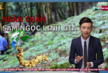 Bản tin Cảnh báo chất lượng: Bộ KH&CN đẩy mạnh ngăn chặn sâm Ngọc Linh giả
