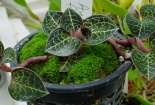 Kỹ thuật trồng Lan gấm làm sạch không khí và chữa 'bách bệnh'
