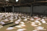 Thanh Hóa: Xót xa hình ảnh hàng nghìn con lợn chết trong mưa lũ