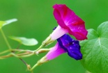 Kỹ thuật trồng hoa bìm bìm cho ban công ngày Tết rực rỡ sắc hoa