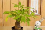 Trồng cây phong thủy để bàn làm việc sẽ giúp cho dân công sở tài lộc ‘ầm ầm’
