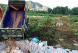 Tiêu hủy 4.000 con lợn chết tại Thanh Hóa