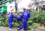 Hàng cây xanh mướt trên đường Phạm Văn Đồng đang được đào tận gốc, chém bớt cành để chuyển đi