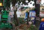 Video: Chặt hạ, di dời gần 1.300 cây xanh để giải tỏa mặt bằng