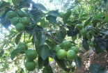 Kỹ thuật trồng cây chanh giấy cho quả sai trĩu cành quanh năm